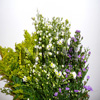 aster flowers
